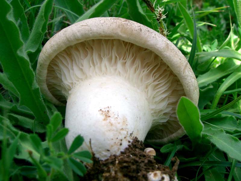 Pleurotus nebrodensis. Scheda fotografica